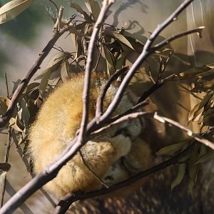Sunda slow loris (Nycticebus coucang)