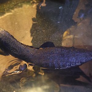 Asian water monitor (Varanus salvator)