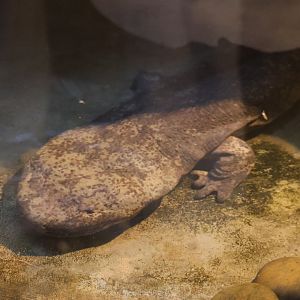 Chinese giant salamander (Andrias davidianus)