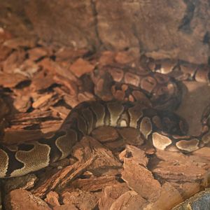 Ball python (Python regius)