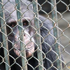 Chimpanzee (Pan troglodytes)