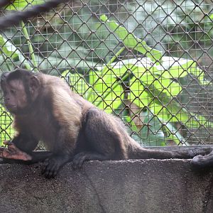 Tufted capuchin (Sapajus apella)