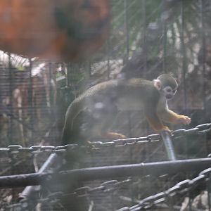Common squirrel monkey (Saimiri sciureus)