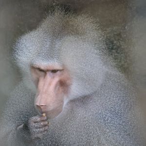 Hamadryas baboon (Papio hamadryas)