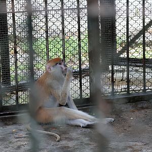 Common patas monkey (Erythrocebus patas)