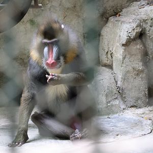 Mandrill (Mandrillus sphinx)