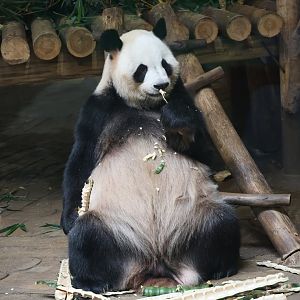 Giant panda (Ailuropoda melanoleuca)