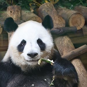 Giant panda (Ailuropoda melanoleuca)