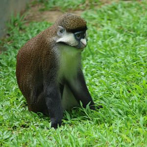Red-tailed monkey (Cercopithecus ascanius)