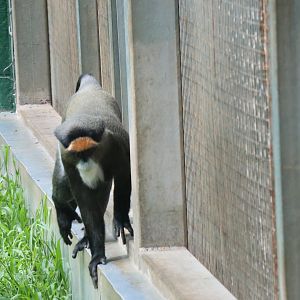 De Brazza's monkey (Cercopithecus neglectus)