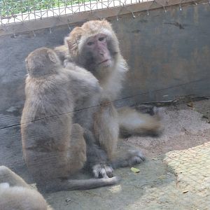 Rhesus macaque (Macaca mulatta)