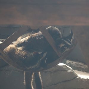 Masked palm civet (Paguma larvata)