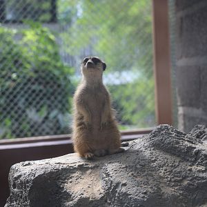 Meerkat (Suricata suricatta)