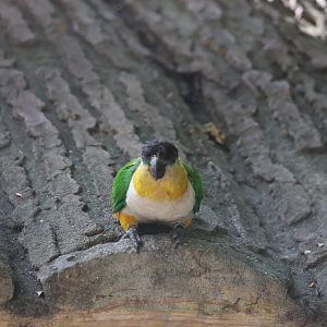 Black-headed parrot (Pionites melanocephalus)