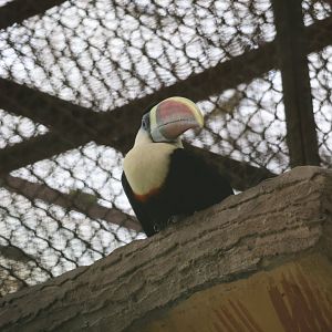 White-throated toucan (Ramphastos tucanus)