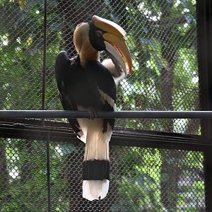 Great hornbill (Buceros bicornis)