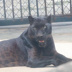 Black leopard (Panthera pardus)