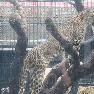 Leopard (Panthera pardus)