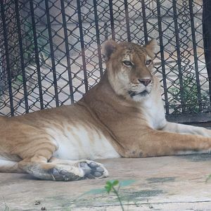 Tigon