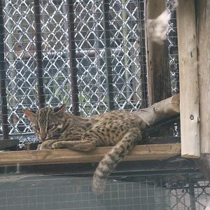Leopard cat (Prionailurus bengalensis)