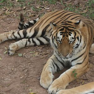 Tiger (Panthera tigris)