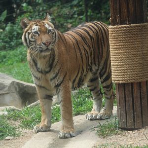 Tiger (Panthera tigris)