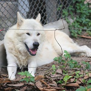 Arctic wolf (Canis lupus arctos)