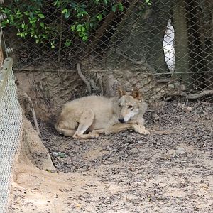 Wolf (Canis lupus)