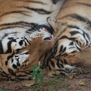 Tiger (Panthera tigris)