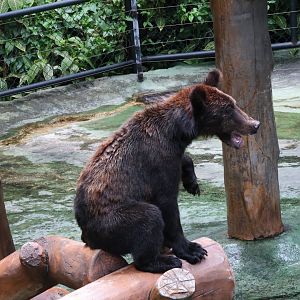 Brown bear (Ursus arctos)