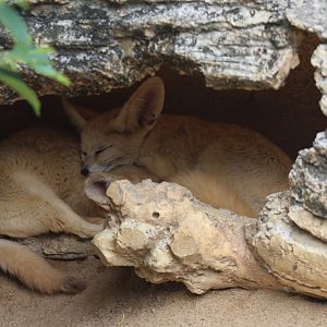 Fennec fox (Vulpes zerda)