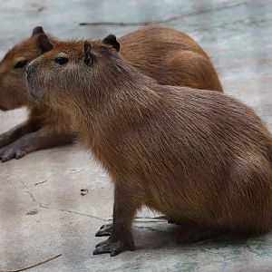 Capybara (Hydrochoerus hydrochaeris)