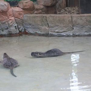 Coypu (Myocastor coypus)