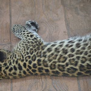 Leopard cub