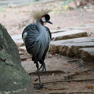 Grey crowned crane (Balearica regulorum)