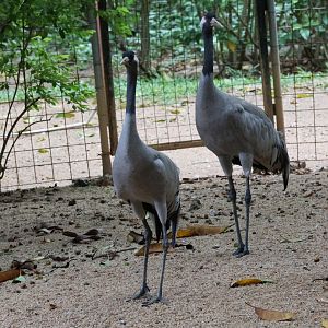 Common crane (Grus grus)