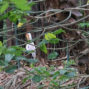 Yellow-billed stork (Mycteria ibis)