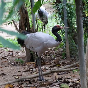 Black-necked crane (Grus nigricollis)