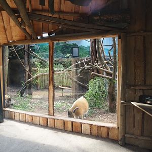 New Central African area Ngyuwe - Red river hog, De Brazza's monkey and Drill indoor exhibit, 2025-08-03