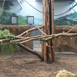 New Central African area Ngyuwe - Red river hog, De Brazza's monkey and Drill indoor exhibit, 2025-08-03