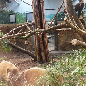 New Central African area Ngyuwe - Red river hog, De Brazza's monkey and Drill indoor exhibit, 2025-08-03