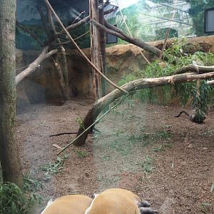 New Central African area Ngyuwe - Red river hog, De Brazza's monkey and Drill indoor exhibit, 2025-08-03