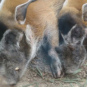 Red river hogs (Potamochoerus porcus), 2025-08-03