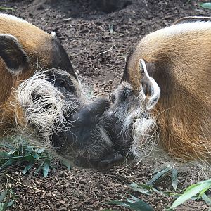 Red river hogs (Potamochoerus porcus), 2025-08-03