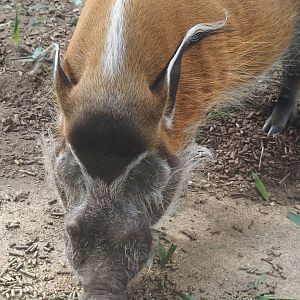 Red river hog (Potamochoerus porcus), 2025-08-03