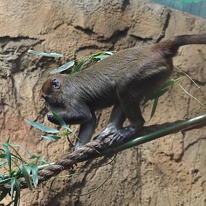 De Brazza's monkey (Cercopithecus neglectus), 2025-08-03