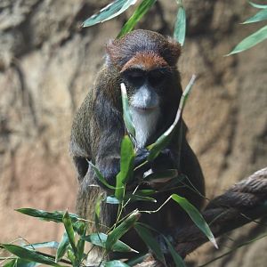 De Brazza's monkey (Cercopithecus neglectus), 2025-08-03