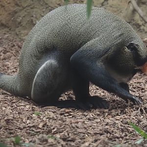De Brazza's monkey (Cercopithecus neglectus), 2025-08-03