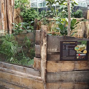 New Central African area Ngyuwe - Open-topped African bullfrog exhibit in pygmy hippo, red river hog and primate greenhouse, 2025-08-03