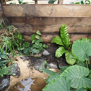New Central African area Ngyuwe - Open-topped African bullfrog exhibit in pygmy hippo, red river hog and primate greenhouse, 2025-08-03